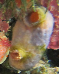 Asterocarpa coerulea