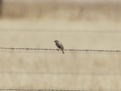 Calcarius ornatus