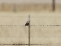 Calcarius ornatus