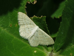 Scopula immutata