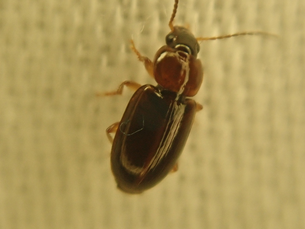 Agonoleptus thoracicus