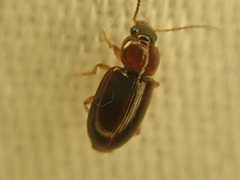 Agonoleptus thoracicus