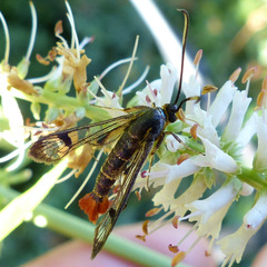 Synanthedon acerrubri