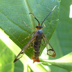 Synanthedon acerrubri