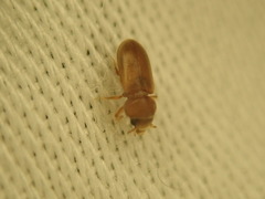 Tropicus pusillus