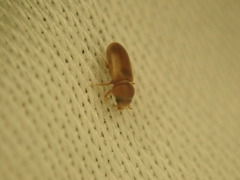 Tropicus pusillus