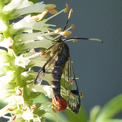 Synanthedon acerrubri