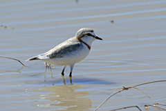 Charadrius pallidus
