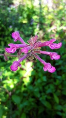 Stachys chamissonis cooleyae