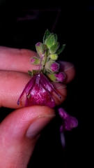 Stachys chamissonis cooleyae