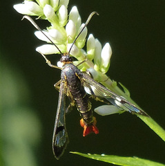 Synanthedon acerrubri