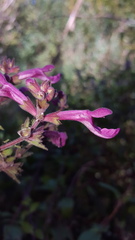 Stachys chamissonis cooleyae