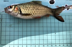 Systomus orphoides