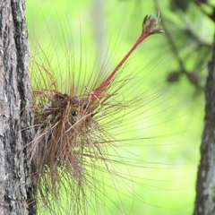 Tillandsia juncea