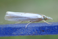 Crambus albellus