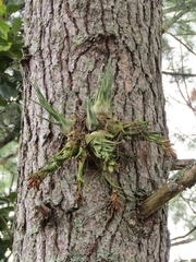Tillandsia seleriana