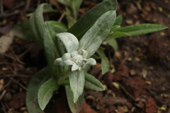 Leontopodium palibinianum