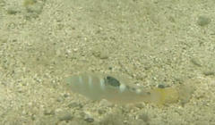 Halichoeres radiatus