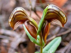 Pterostylis sanguinea
