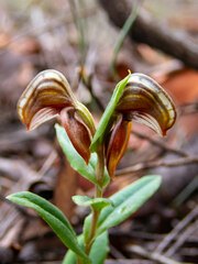 Pterostylis sanguinea