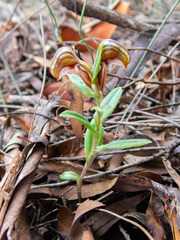 Pterostylis sanguinea