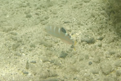 Halichoeres radiatus