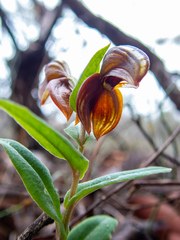 Pterostylis sanguinea