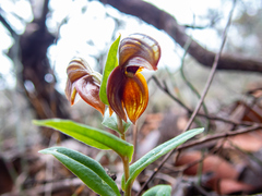 Pterostylis sanguinea