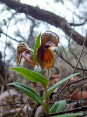 Pterostylis sanguinea