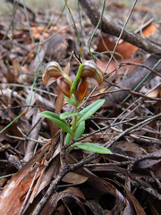 Pterostylis sanguinea