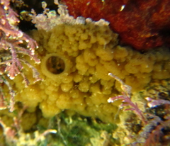 Leathesia marina