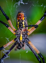 Argiope aurantia