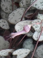 Ceropegia linearis