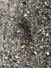 Velarifictorus micado