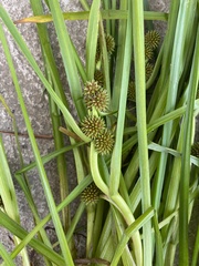 Sparganium glomeratum