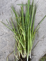 Sparganium glomeratum