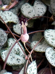 Ceropegia linearis