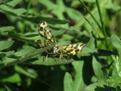 Pseudopanthera macularia