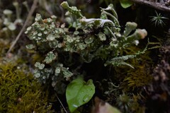 Cladonia macrophyllodes