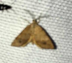 Mellilla xanthometata