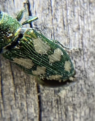 Buprestis langii