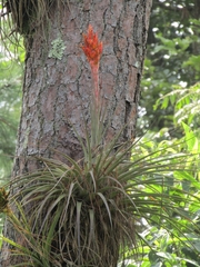 Tillandsia rotundata