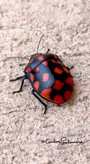Pachycoris klugii