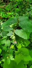 Symphoricarpos albus