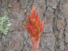 Tillandsia rotundata