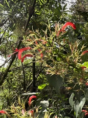 Stenostephanus