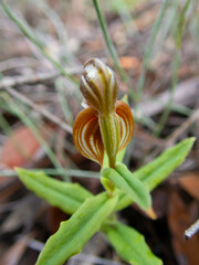 Pterostylis sanguinea