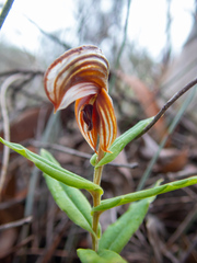 Pterostylis sanguinea
