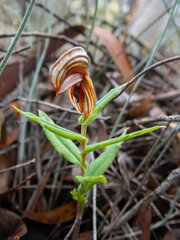 Pterostylis sanguinea