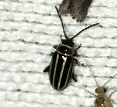 Disonycha pensylvanica